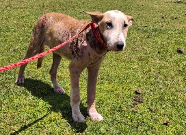 Valiente, el perro que fue arrastrado por un carro en Guácimo tuvo un final desgarrador. Foto: Tomada de Animal Shelter Costa Rica