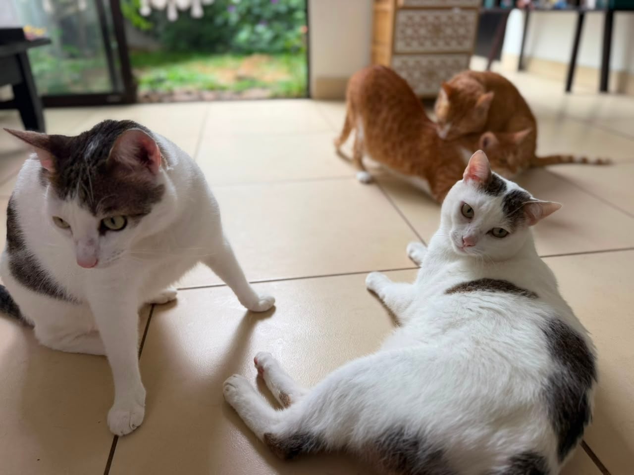 El gatico Angelito fue rescatado en Isla Venado por Yerling Villalobos de la asociación proanimales Valentino Zaguate cuando apenas era un bebé. Hoy vive en Alajuelita rodeado de amor