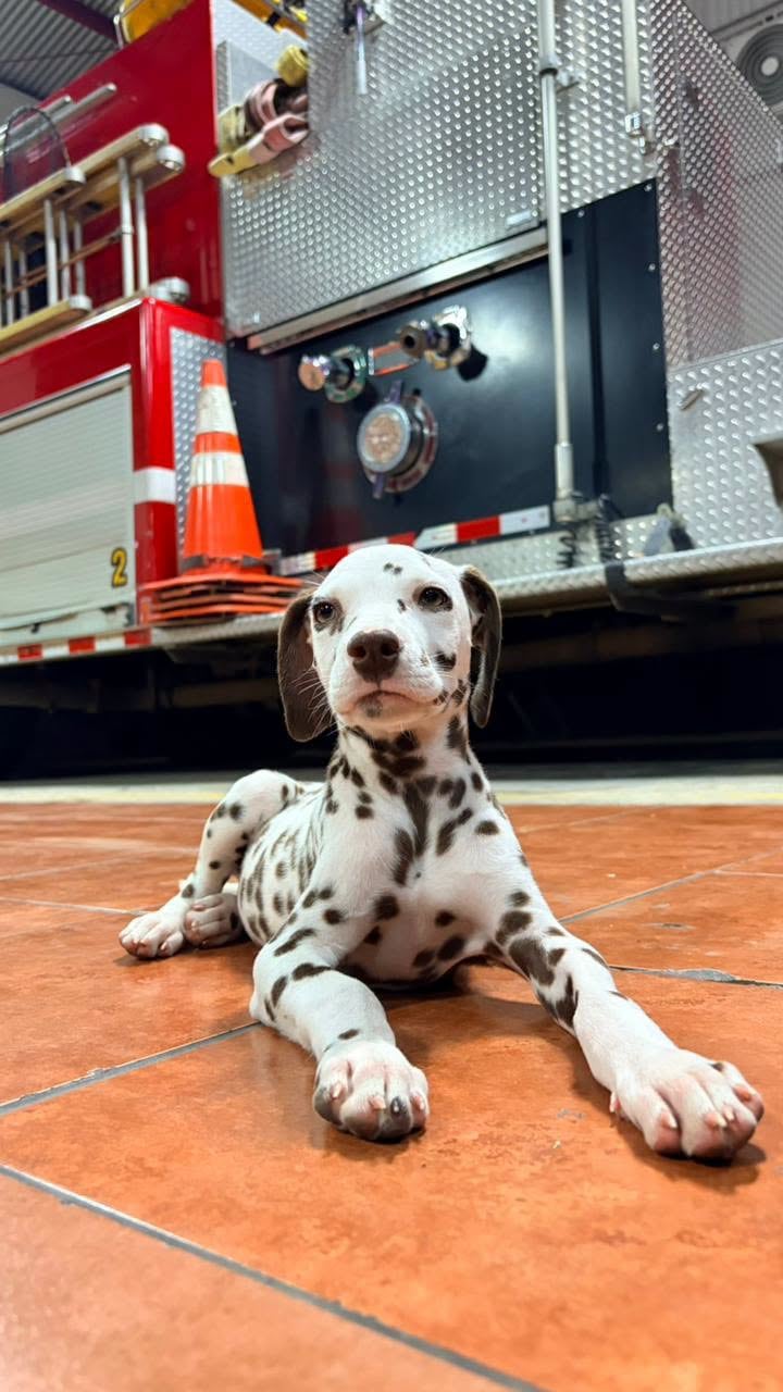 Malta es una cachorra dálmata de aproximadamente tres meses que acaba de incorporarse a la Estación de Bomberos de Garabito.