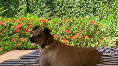 Este puede ser el perro más viejo de Costa Rica, ¡no va a creer los años que tiene!