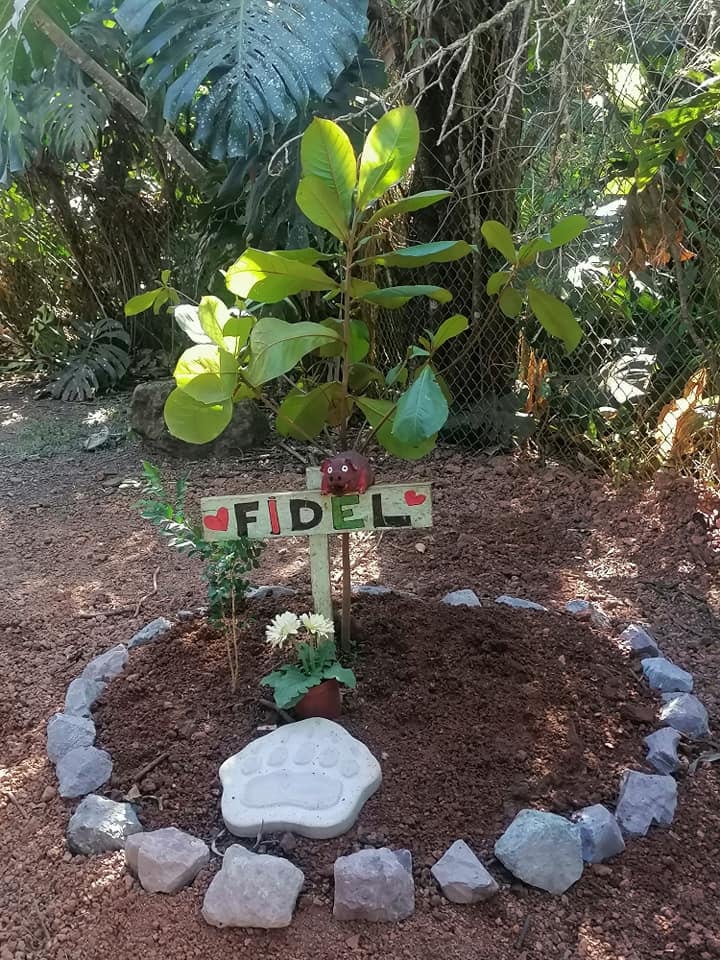 Uno de los chanchos más felices de Piedras Negras, en el cantón de Mora, Fidel, falleció la semana pasada en medio de sus amiguitos, de mucho amor y con un funeral que incluso incluyó un digno entierro