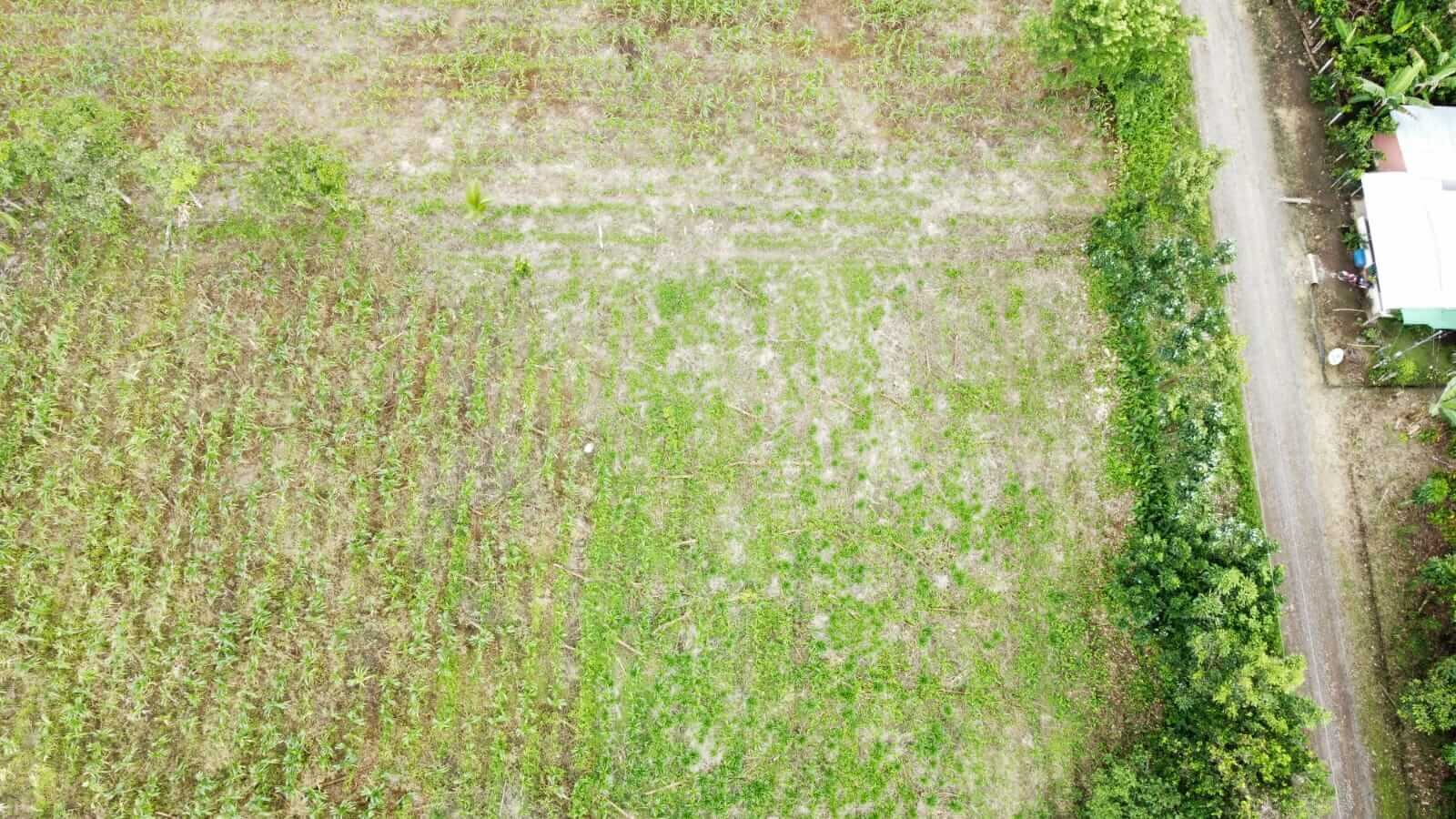 El lote de Upala es uno de los más grandes y con el terreno más regular de la lista.