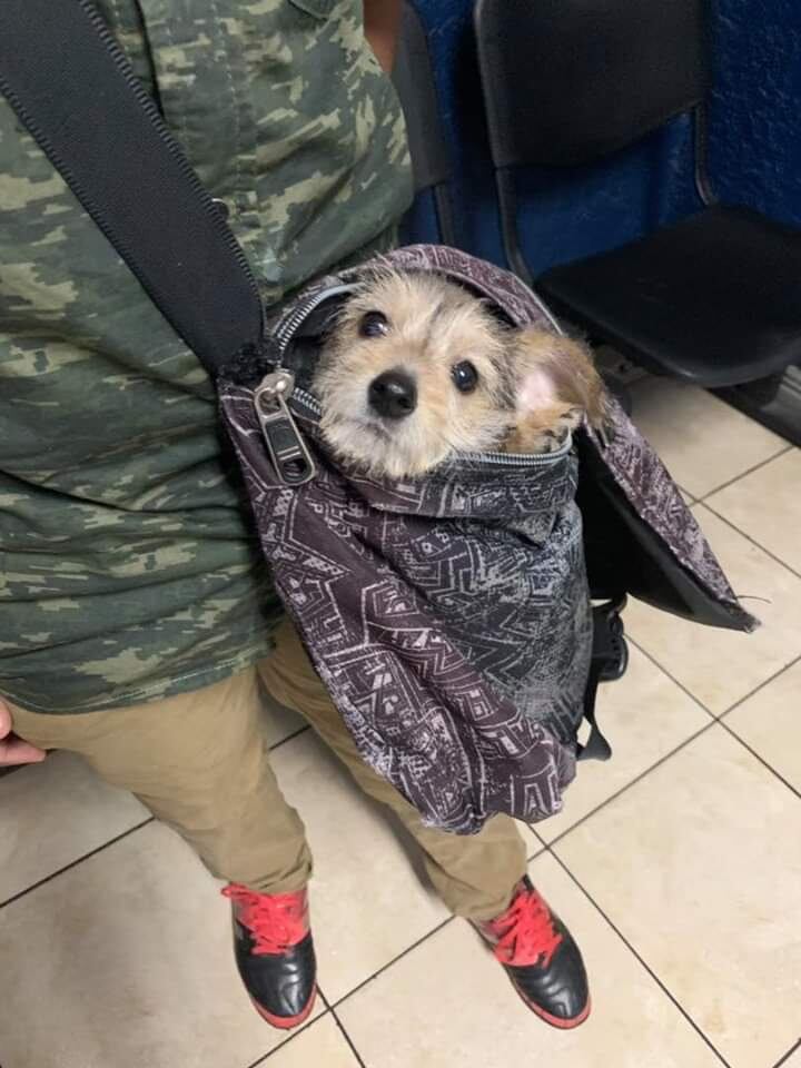 "Fresita", perrita que se perdió este domingo en Cartago. Foto Keyna Calderón