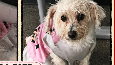 Desesperada familia busca a Lanita, una pequeña perrita desaparecida en Los Yoses