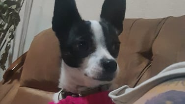 Robinson, el chihuahua “Romerito” que pasó de indigente a rey gracias a La Negrita