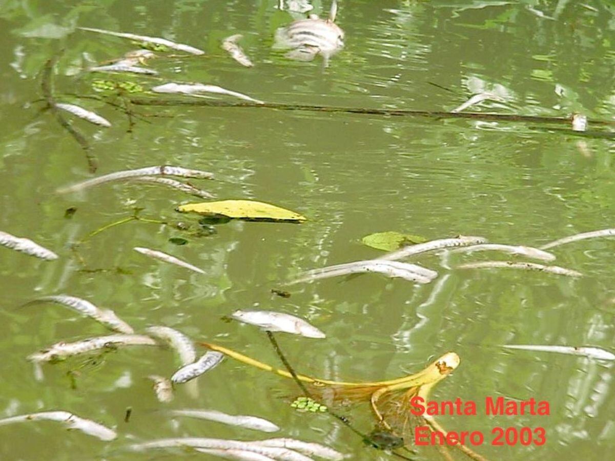 Esta fotografía se tomó durante el gran envenenamiento del 2003. Foto: Cortesía.