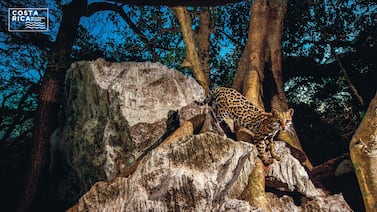 Ocelote generó sorpresa al aparecer repentinamente en una casa en Manuel Antonio