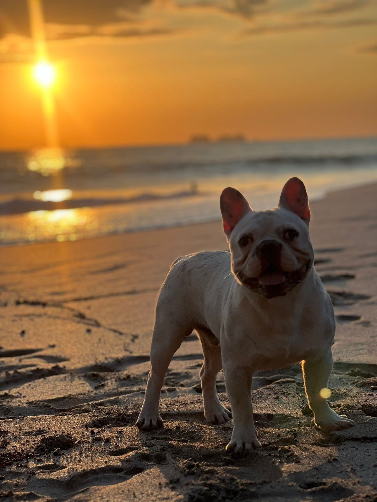 El joven Husky Campos Vega es un perrito raza bulldog francés que tiene un año de edad y en sancarleño de la pura cepa.