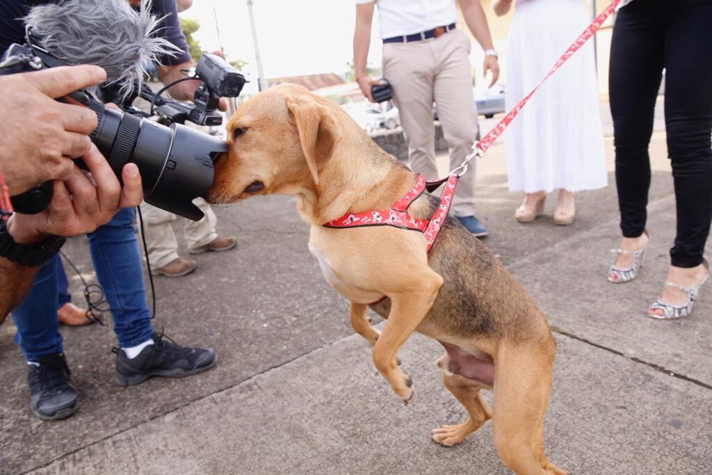 Perrito Campeón protegido por la nueva Ley Contra el Maltrato Animal