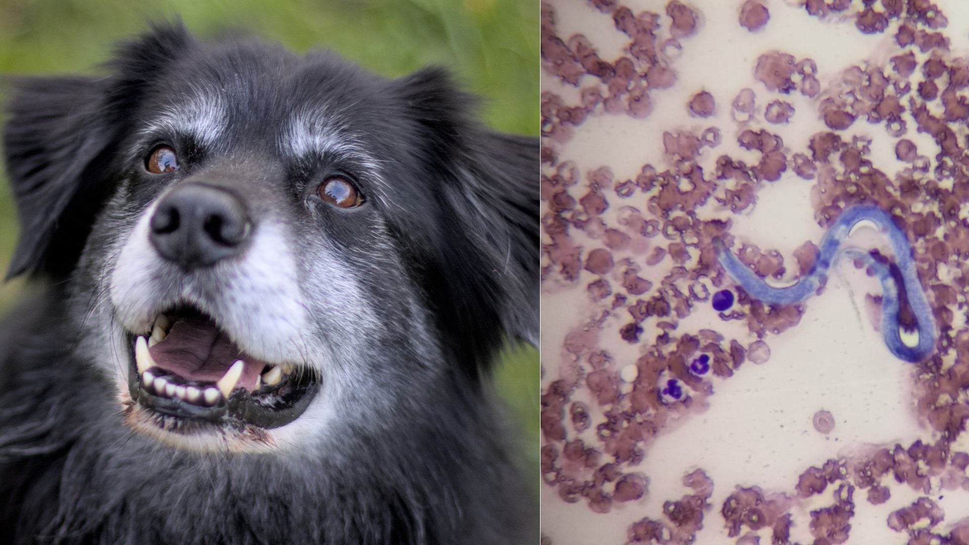 Cuidado con los mosquitos si tiene perro: advierten alta presencia del gusano del corazón esta zona