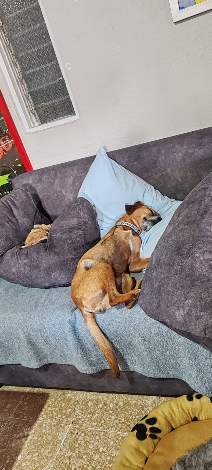 En la casa de José Luis Valverde Valverde, de 38 años, las limitaciones no existen. Allí viven cuatro perros y un gato, pero dos de ellos (Manita y Chonky) son la prueba viviente de que la vida siempre encuentra la forma de seguir adelante.