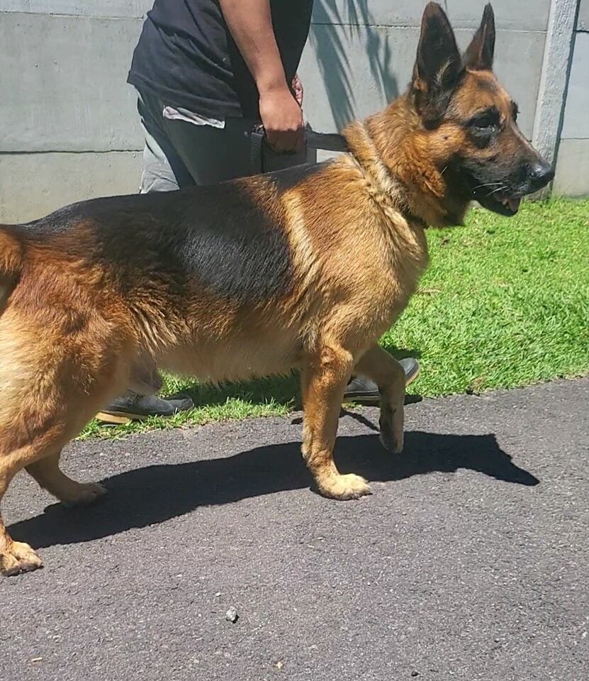 Tayler, perro que mató a Niño en Pérez Zeledón. Foto American Stafford Costa Rica.