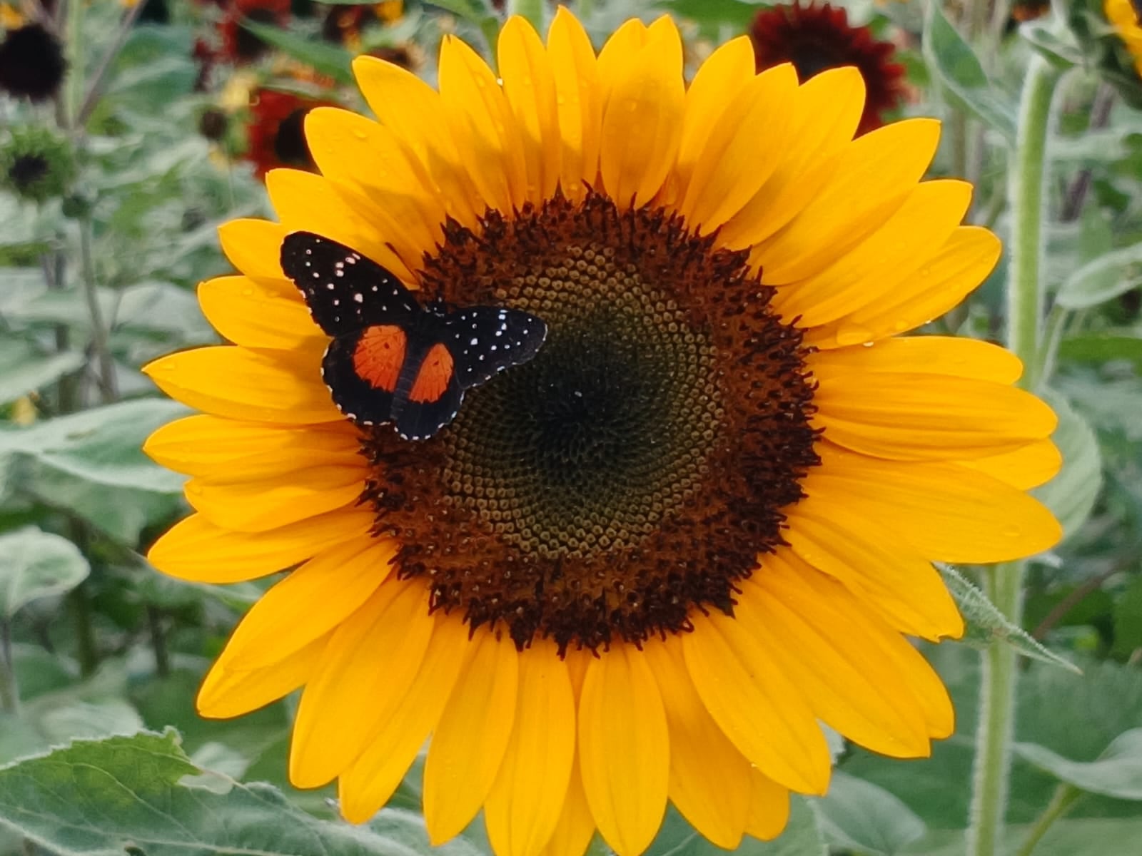 Campo de Girasoles Pital