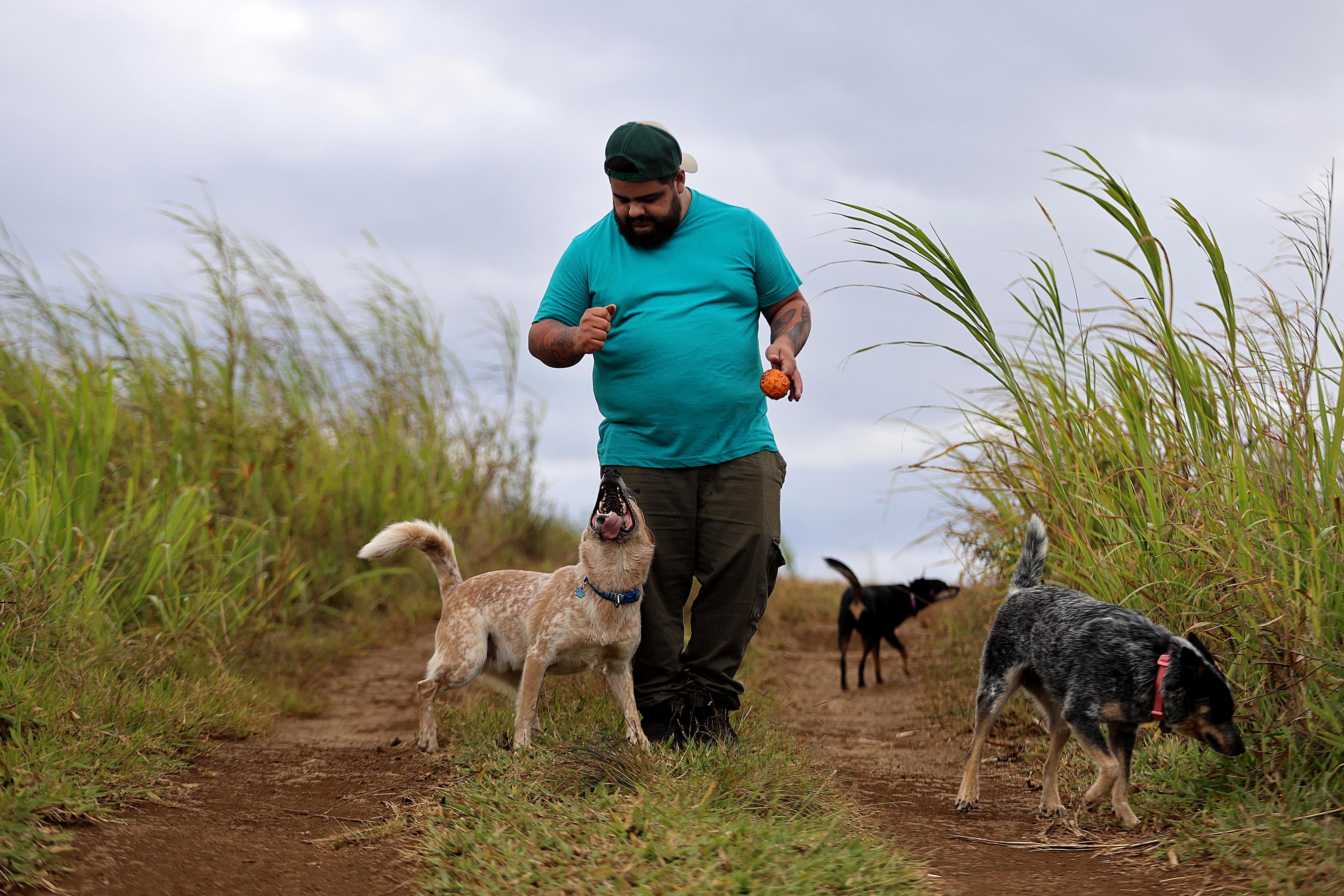 25/04/2024 San Ramón. Logan, el perro tico más seguido en redes sociales es un boyero australiano. Su dueño, Kevin Argüello, se apoya en la fama del enérgico y gracioso animal para ayudar a otros perros. Foto: Rafael Pacheco Granados