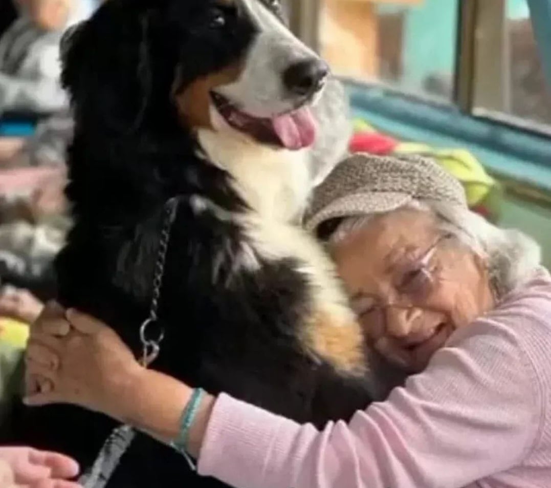 Berna, de raza Boyero de Montaña Bernés, es pionera de un escuadrón de perros que visita hospitales, pacientes con cáncer y hogares de adultos mayores para llevar compañía y cariño.
