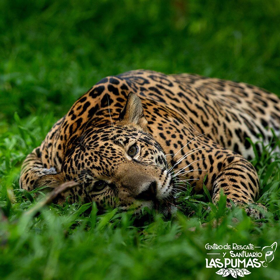 Celeste la jaguar tica.