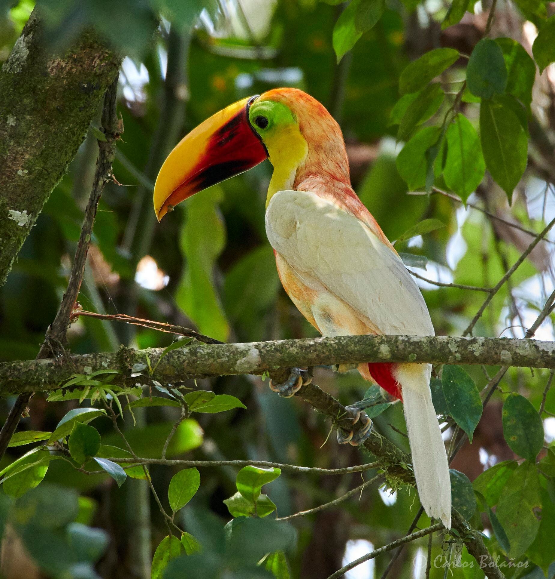 Carlos Bolaños, un fotógrafo profesional de aves, vecino de Guápiles, pasó de luchar al máximo por lograr fotografiar un tucán albino en el 2019, a convertirse en amigo de ese tucán, tanto así que ahora el ave lo visita al menos una vez al año