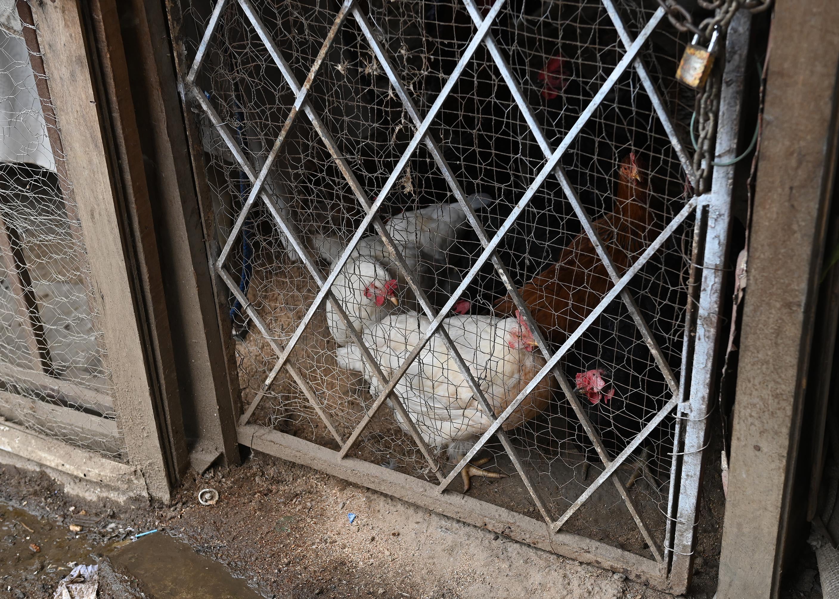 29 de abril del 2025. Tirrases de Curridabat. 14:00 hrs. Entrevisra a Patricia Savallos Ríos quién dirije una pequeña planta de reciclaje en Tirrases de Curridabat. Durante muchos años Savallos fue "buzo de la basura" en Río Azul pero debido al cierre del botadero decidió montar su propia empresa de reciclaje que cuenta con tres empleados en la actualidad. En la foto: Retratos de doña Patricia, asi como de Keyden Quirós empleado de la planta. Foto: Albert Marín para La Teja.