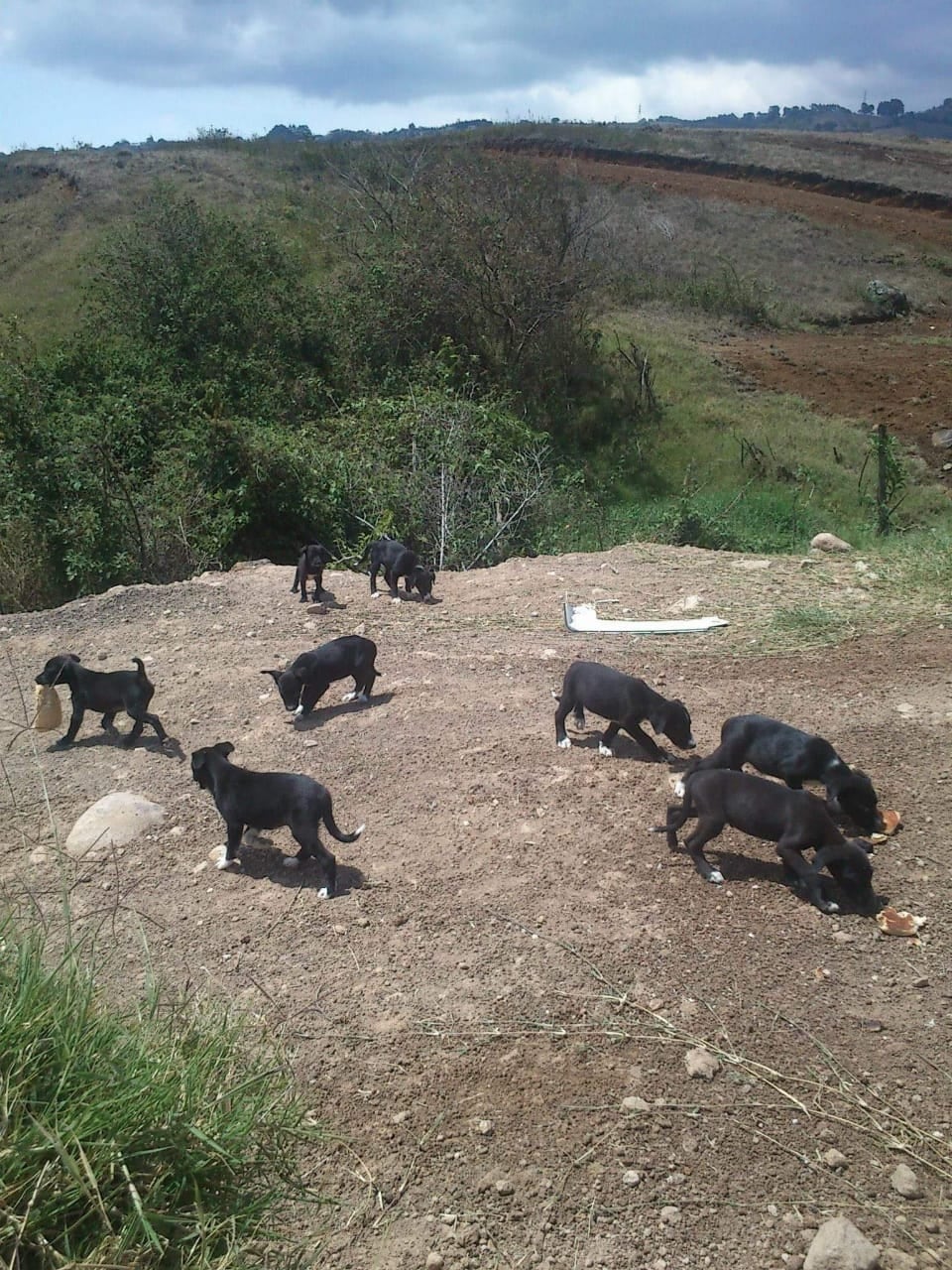 Perros negros adopción