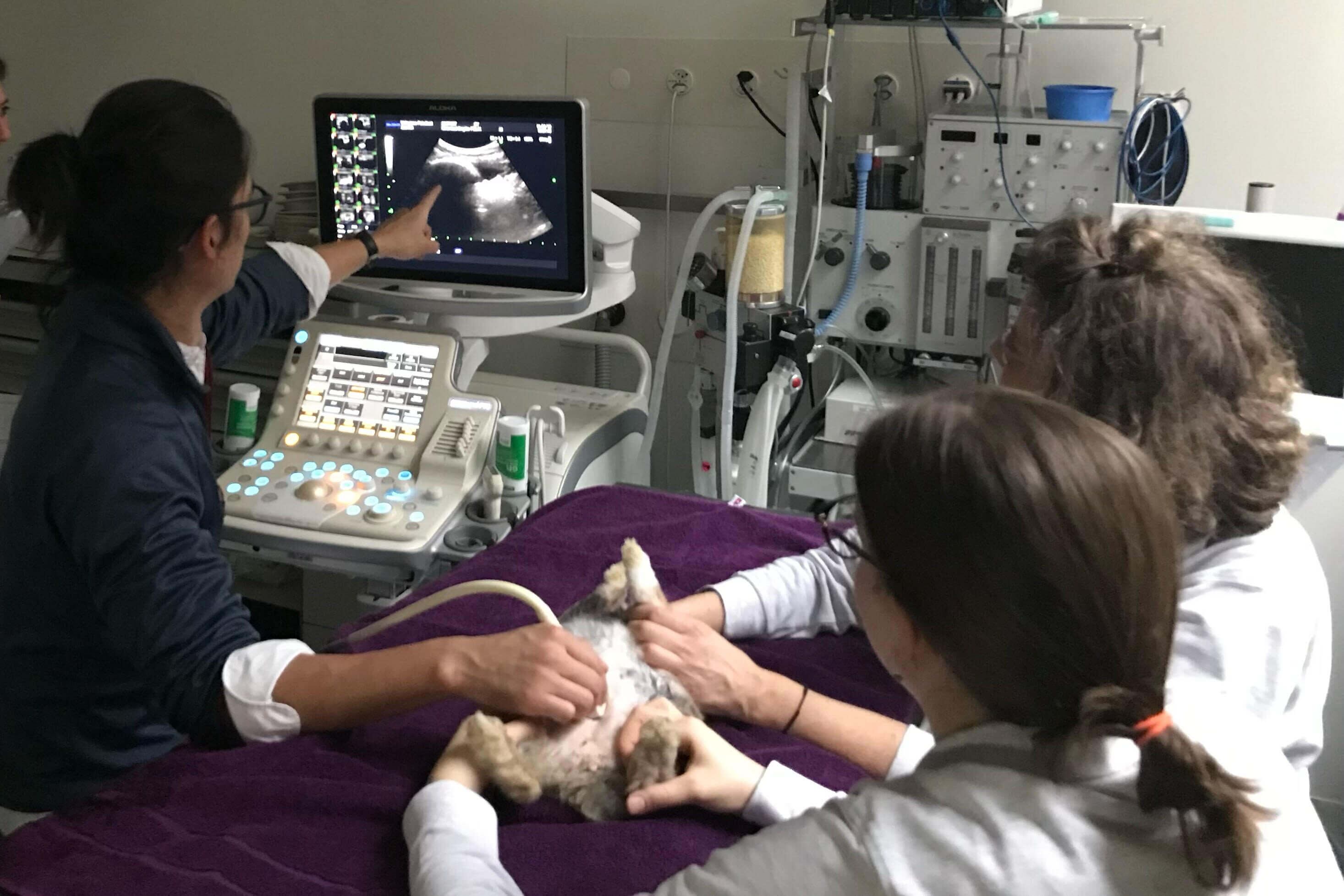 Adriano Wang Leandro, especialista en radiología, es el coordinador del departamento de Diagnóstico por Imagen de la Universidad Veterinaria de Hannover