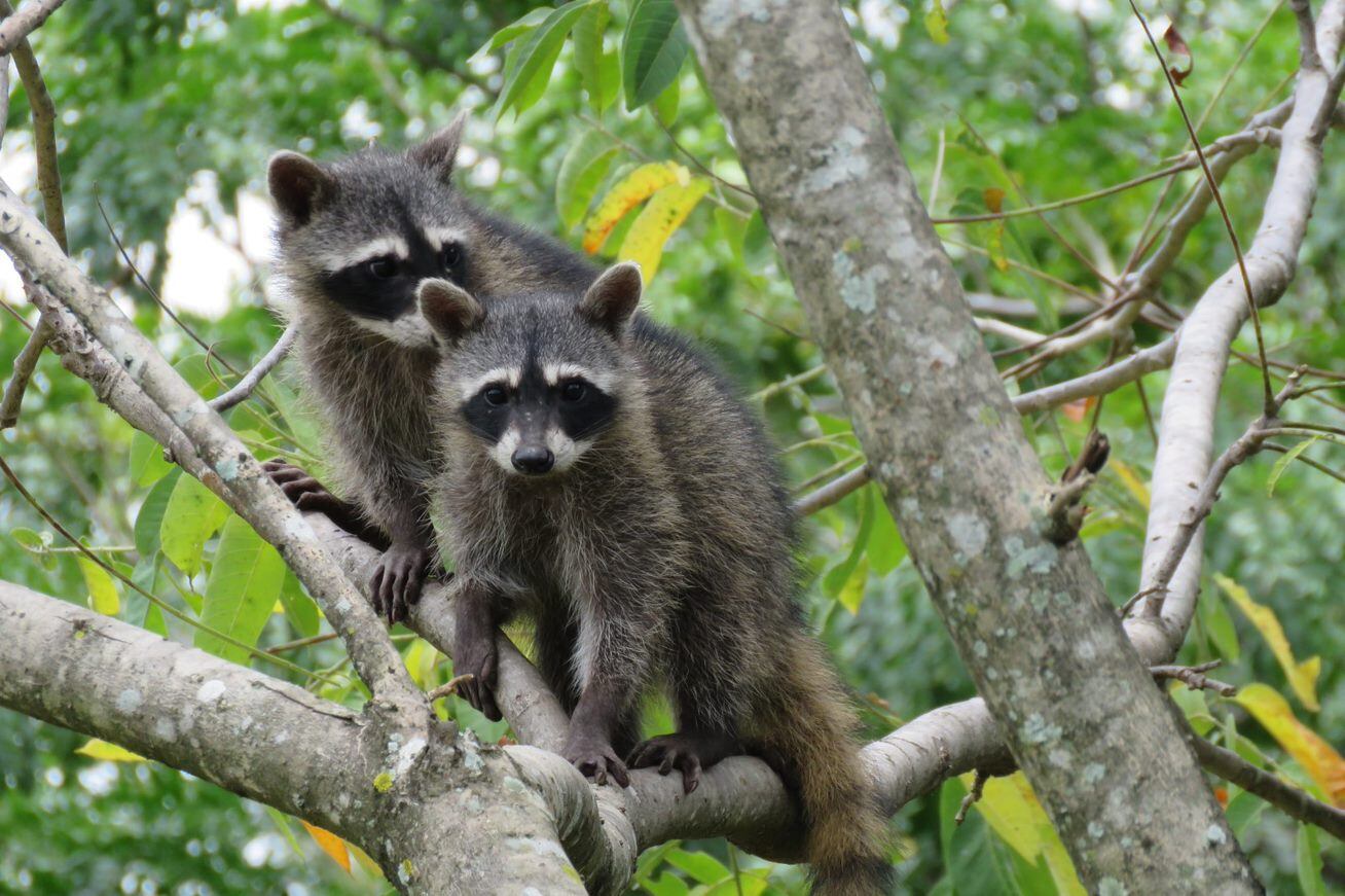 La gente del Programa de Control de Fauna de AERIS, administradora del aeropuerto Juan Santamaría, confirmó el año pasado que un verdadero zoológico es vecino del aeropuerto. Después de 2.150 recorridos de vigilancia el año anterior el Control de Fauna observó a 14.539 animales de 65 especies diferentes.