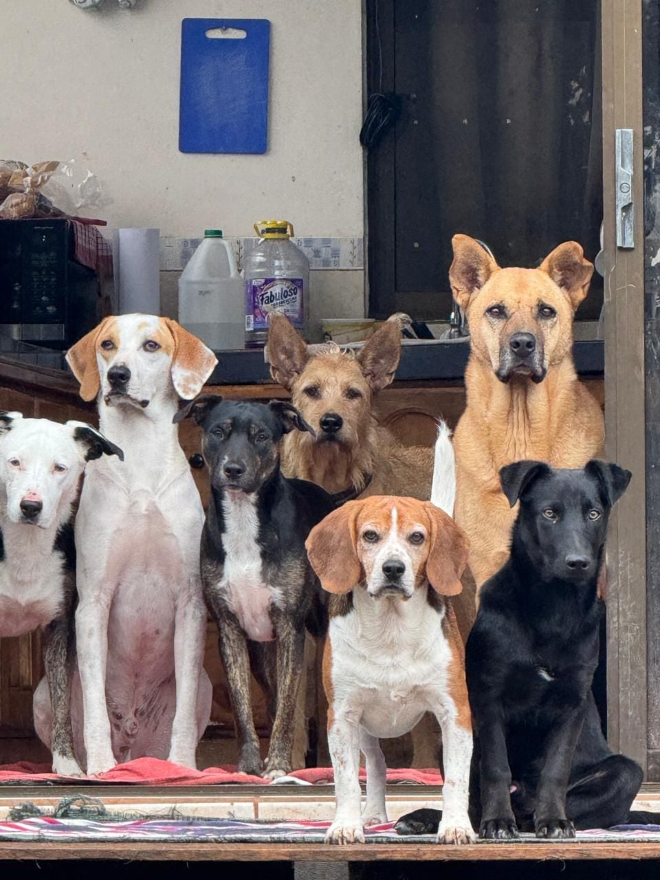 Coco venció una grave enfermedad que casi lo mata, gracias al amor de Andrea Prado, quien además mantiene a 28 perros rescatados y ahora necesita ayuda para seguir adelante