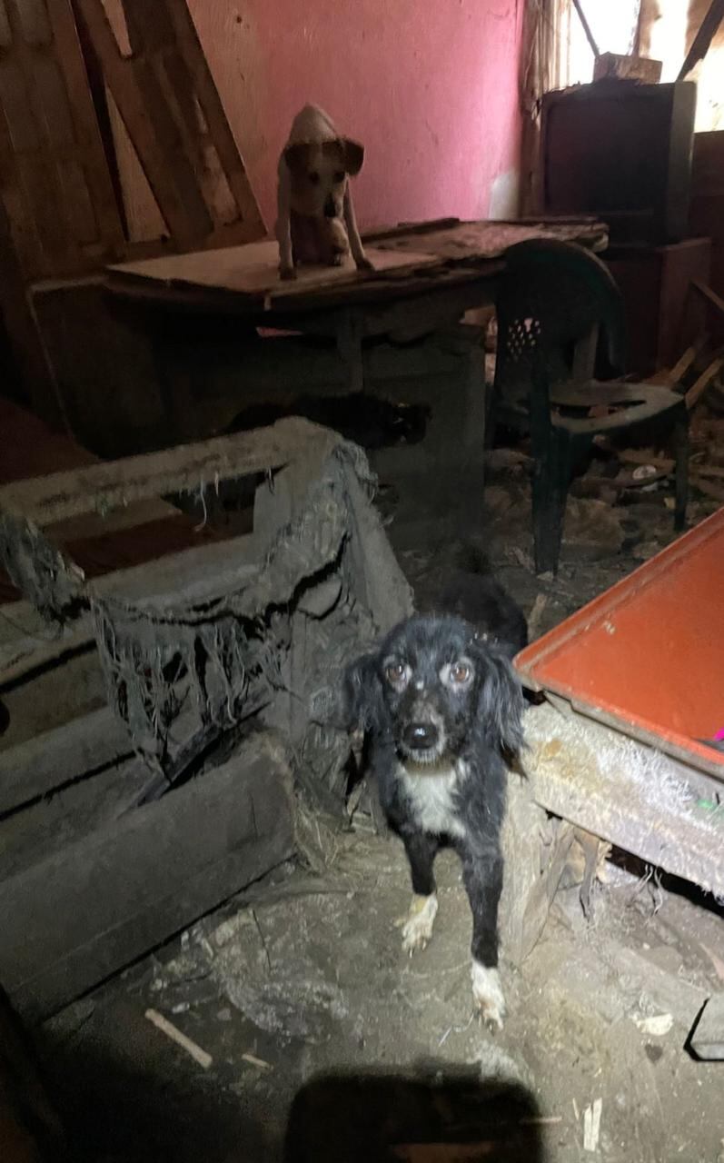 OIJ decomisa 26 perros y 4 gatos por caso de crueldad animal.