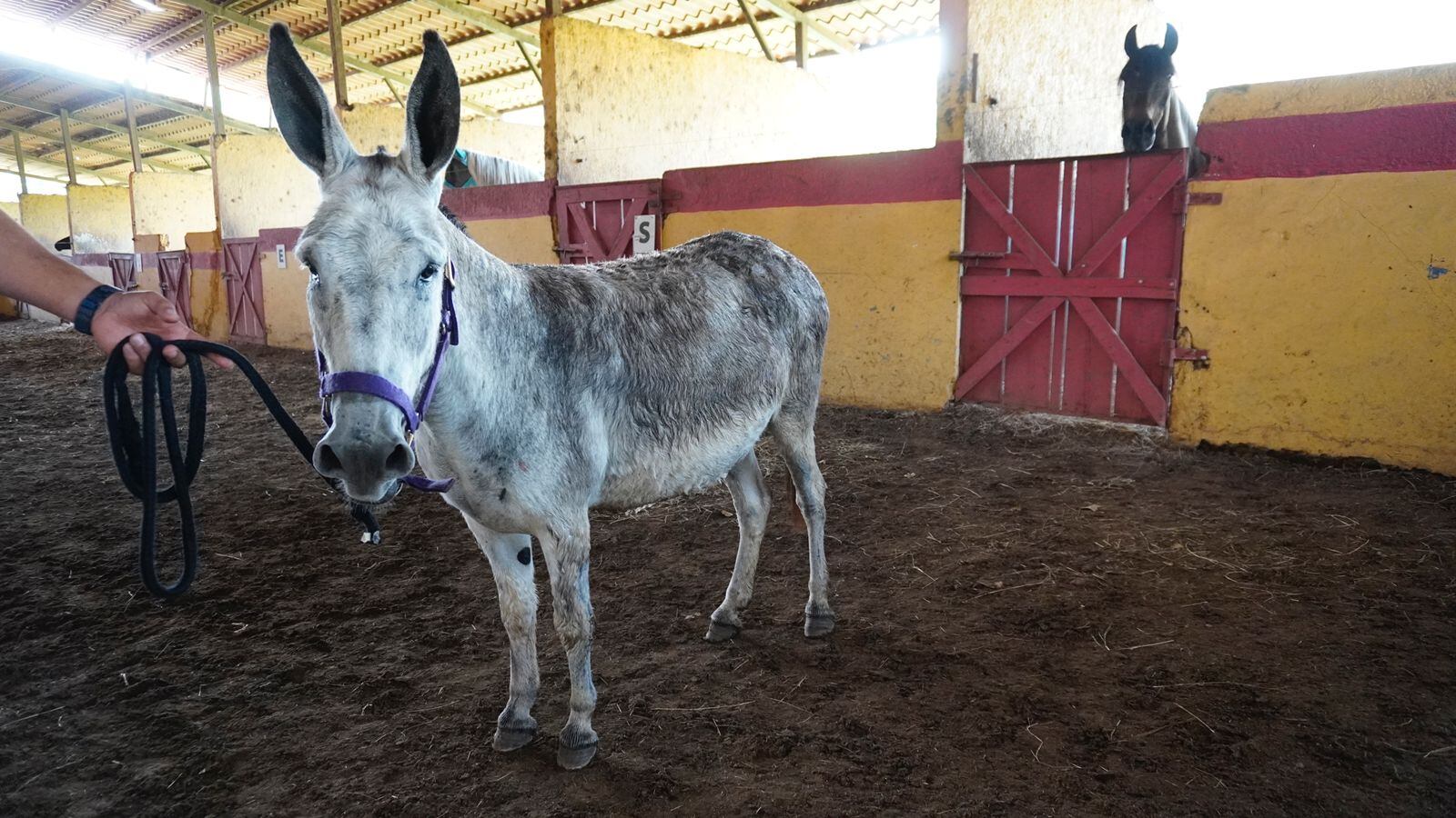 Pepe, con cuatro años, es el burro que para el 2022 llevará la imagen del Señor del Triunfo el domingo 10 de abril, en la procesión del Domingo de Ramos