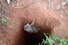 Animalito silvestre cayó en poso que quedó por culpa de mineros ilegales en Crucitas