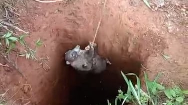 Animalito silvestre cayó en poso que quedó por culpa de mineros ilegales en Crucitas