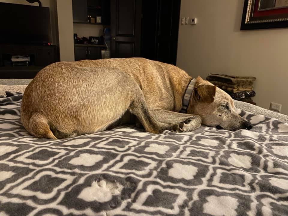 Posiblemente el zaguatico más viejo de todo el país vive en Santa Ana, le han puesto tres nombres, tiene 27 años de edad y esta muy bien de salud como para pensar que pronto podría fallecer.