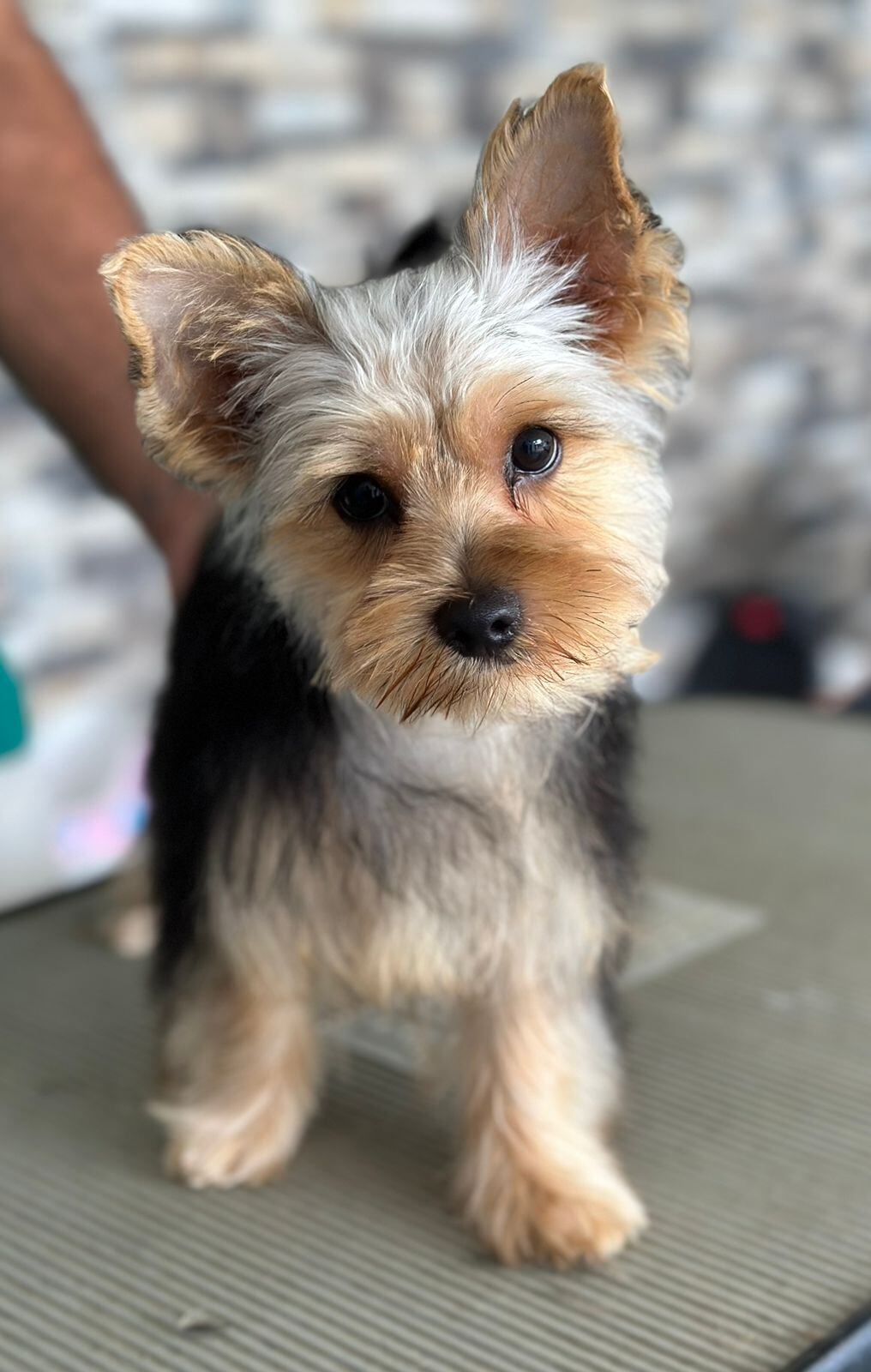 Melissa Durán, periodista de Multimedios de canal 8