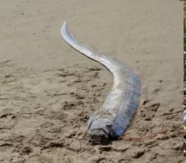 El pez remo fue encontrado en la zona restaurantera del poblado de Bucerías, en Nayarit.