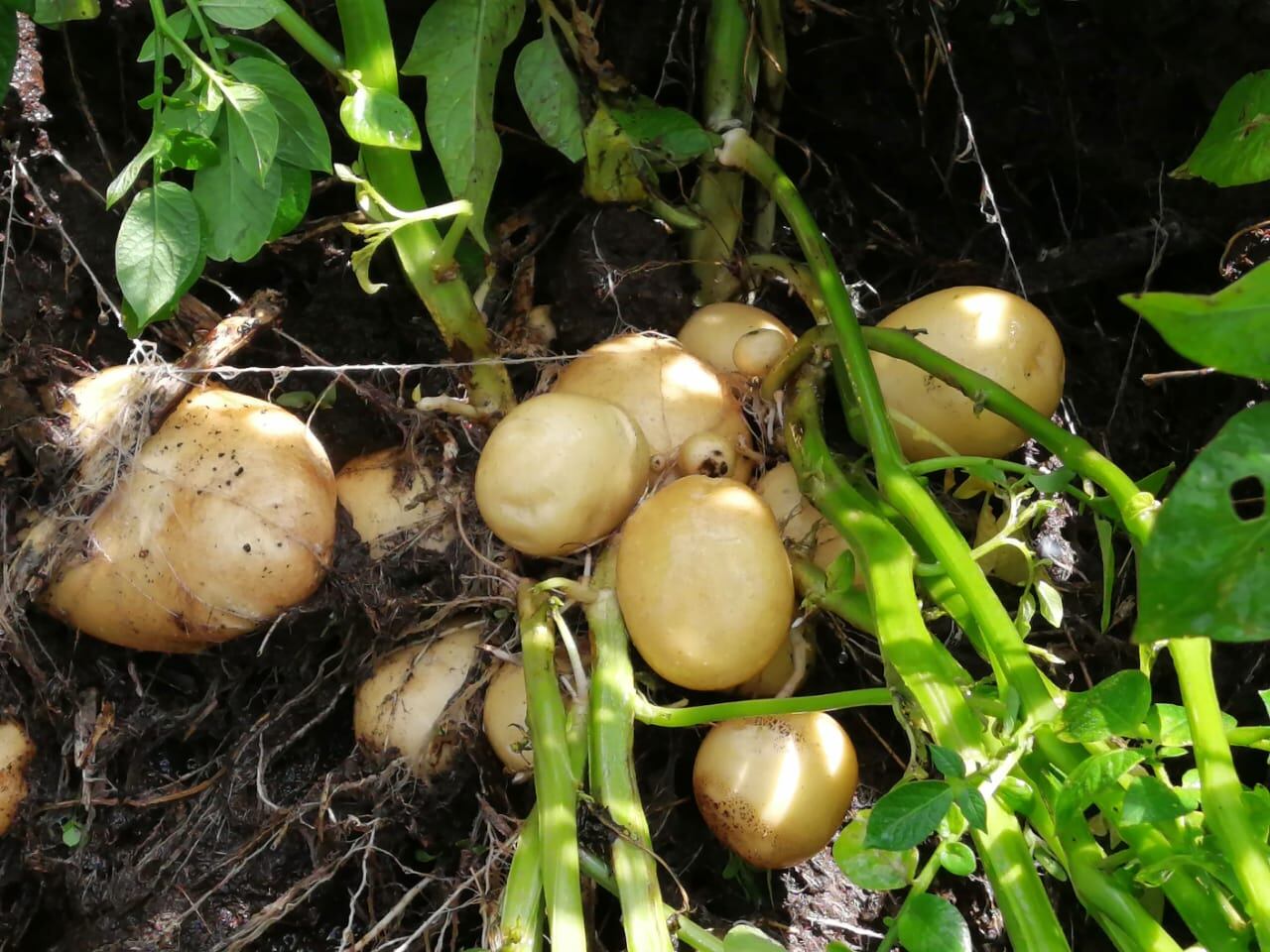 Una nueva variedad de “Superpapa” que fue bautizada como Palmira, ya está a disposición de los agricultores del país quienes la harán llegar a todas las cocinas del país, según confirmó el propio ministro de Agricultura y Ganadería, Renato Alvarado.