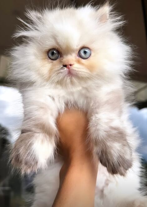 Paola Chacón, exmiss Costa Rica