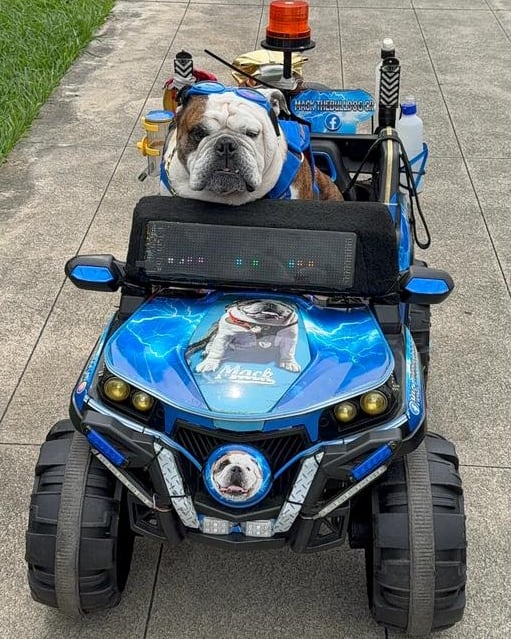 Hay perros que llegan a una familia para hacer compañía, pero Mack llegó con una misión mucho más grande. Este bulldog inglés de siete años llegó a una casa de La Garita de Alajuela como un regalo de Navidad y terminó convirtiéndose en un verdadero ángel de cuatro patas.