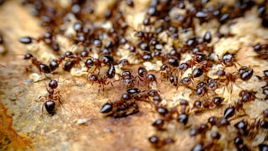 Dos hombres enfrentan la justicia en Kenia por tráfico de hormigas