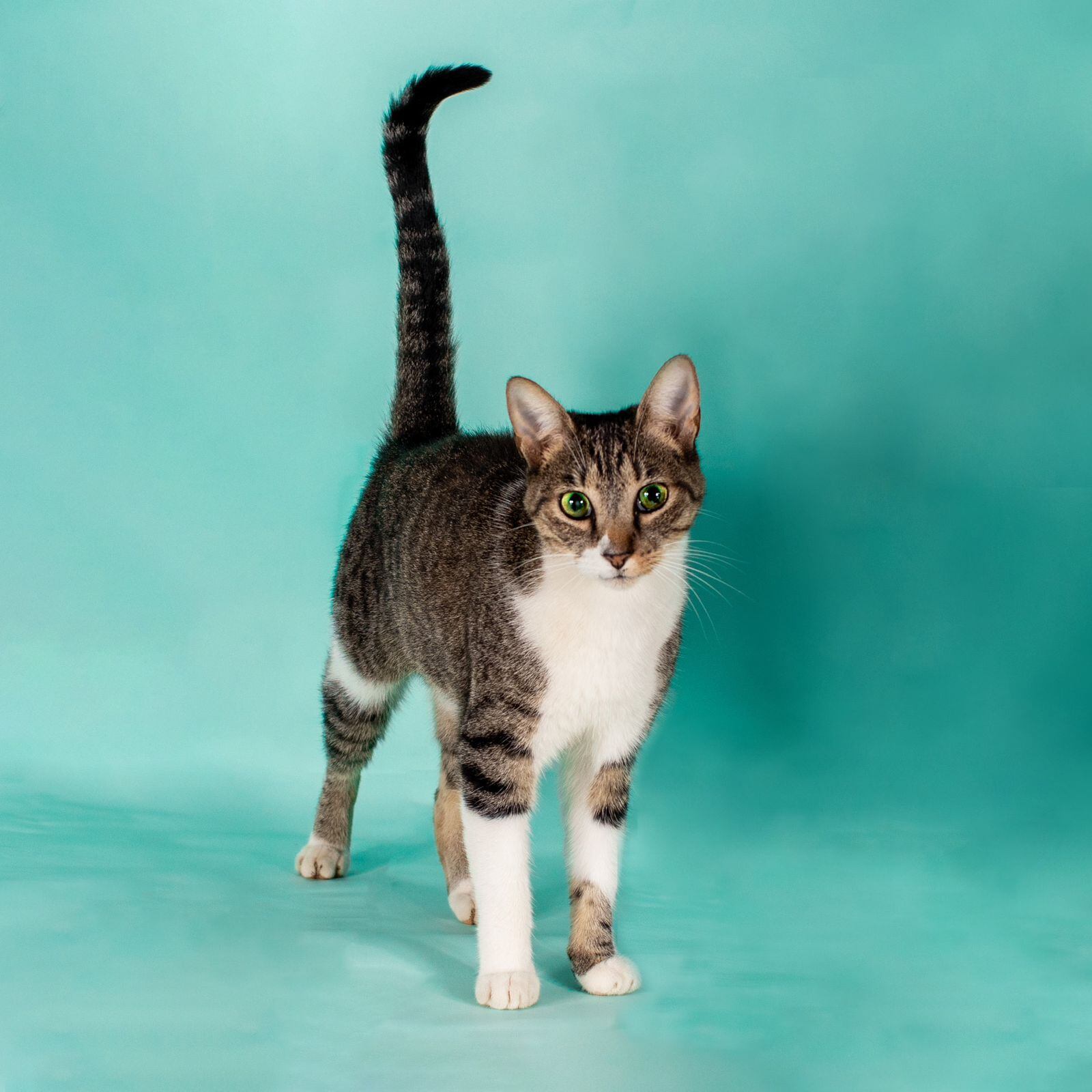 Lina (gatita gris) y Luke (gato amarillo) forman parte de la famosa manada de Logan y Luna.