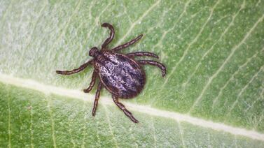 Estos son los síntomas de la peligrosa enfermedad rickettsiosis