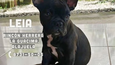 La Guácima: ladrones entran a casa y se llevan a Leia, una bulldog de 3 meses