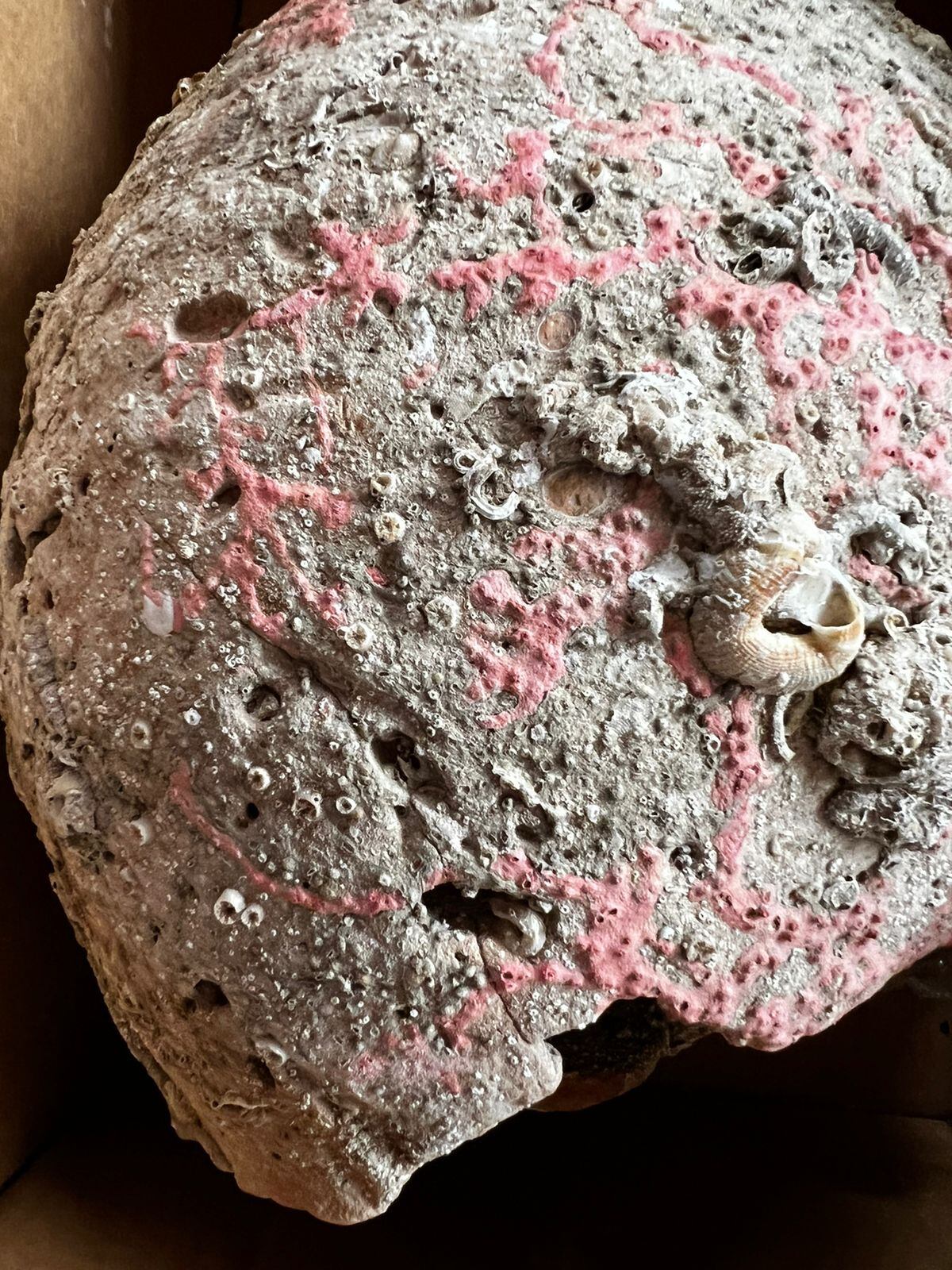 Desde el 13 de julio y hasta el 18 de agosto del 2022, el Museo Nacional de Costa Rica lanza una campaña para que todas las personas físicas o jurídicas que posean bienes dentro de la categoría de Patrimonio Cultural Subacuático (PCS), los registren y de esta forma mantengan su custodia