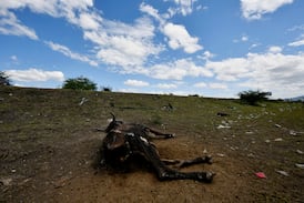 Peor sequía por El Niño en Centroamérica: miles de familias sin alimento y agua en Guatemala, El Salvador y Honduras