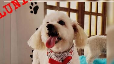 ¿Luna dónde estás? Familia busca desesperada a su perrita