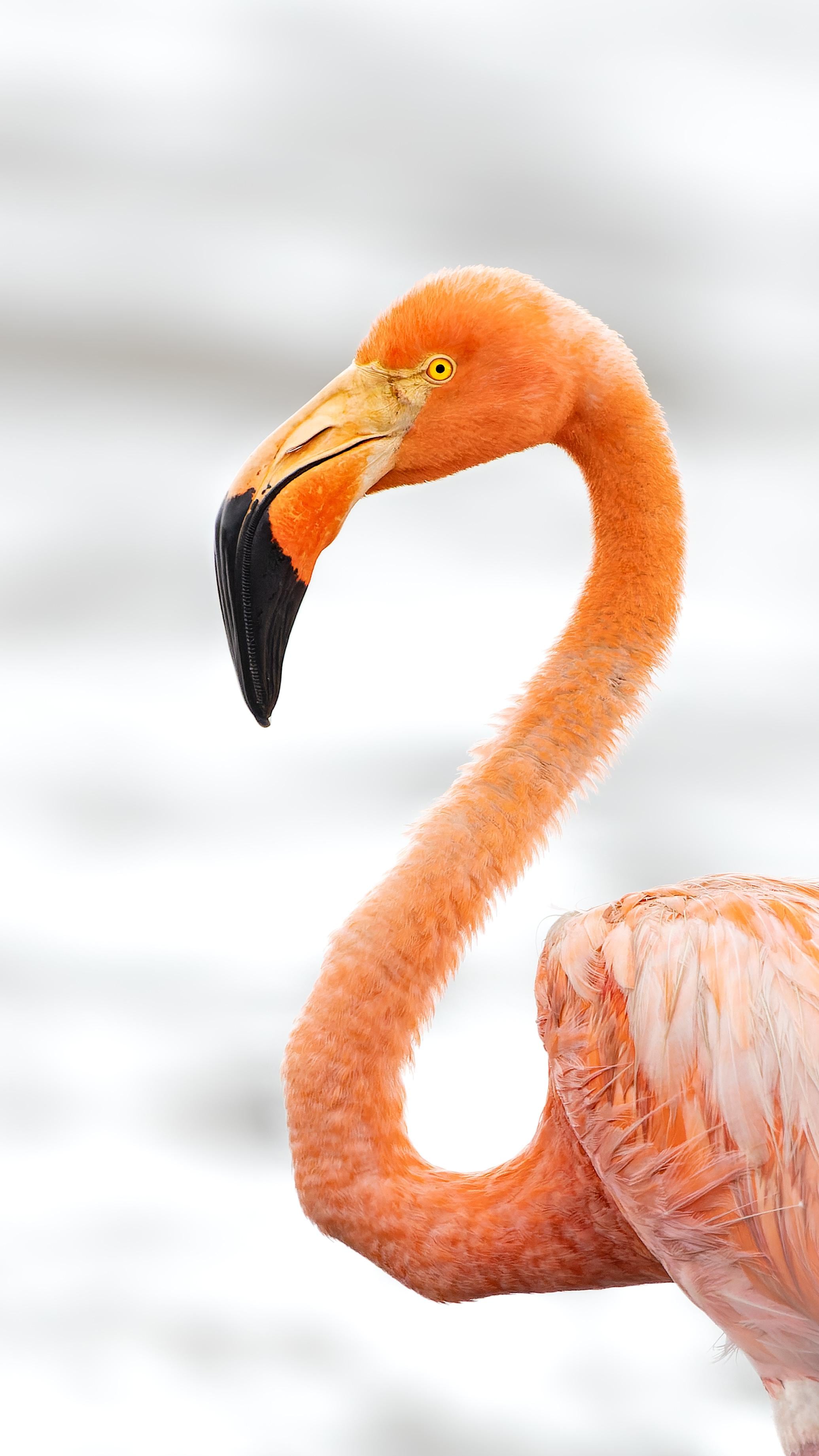 Alexander Montero, guía turístico y observador de aves le contó a La Teja cómo logró captar con su lente la belleza de un flamenco americano que anda en el Caribe de nuestro país. Cortesía.
