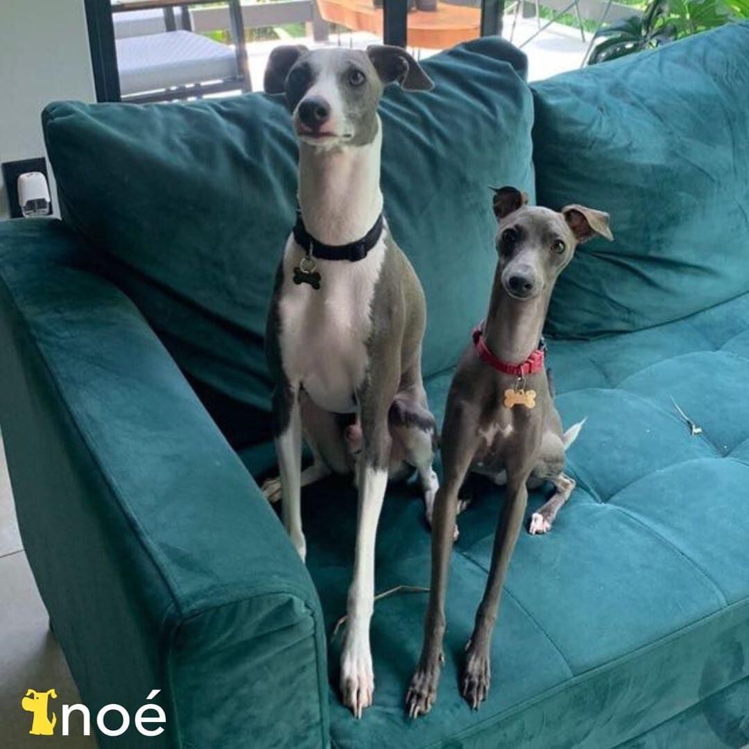 Noé es una empresa de niñeros de mascotas a domicilio