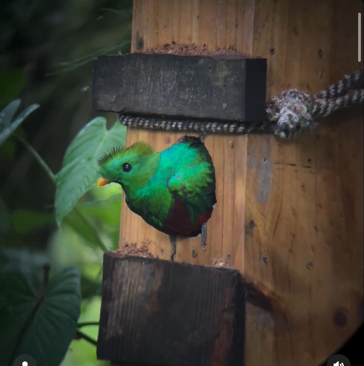Reserva Santa Elena Monteverde