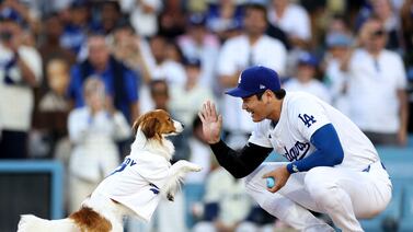 Shohei Ohtani y su perrito Decoy protagonizaron el primer lanzamiento más lindo de todos
