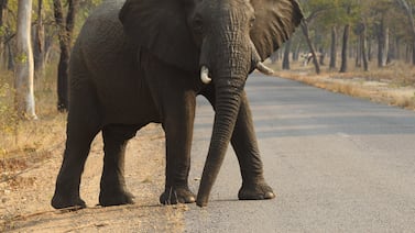 Presidente africano amenaza con llenar de elefantes a Alemania