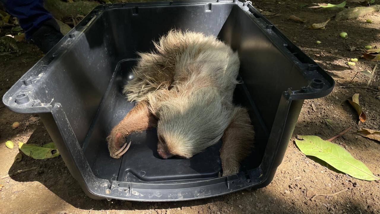 Perezoso rescatada luego de sufrir caída de árbol