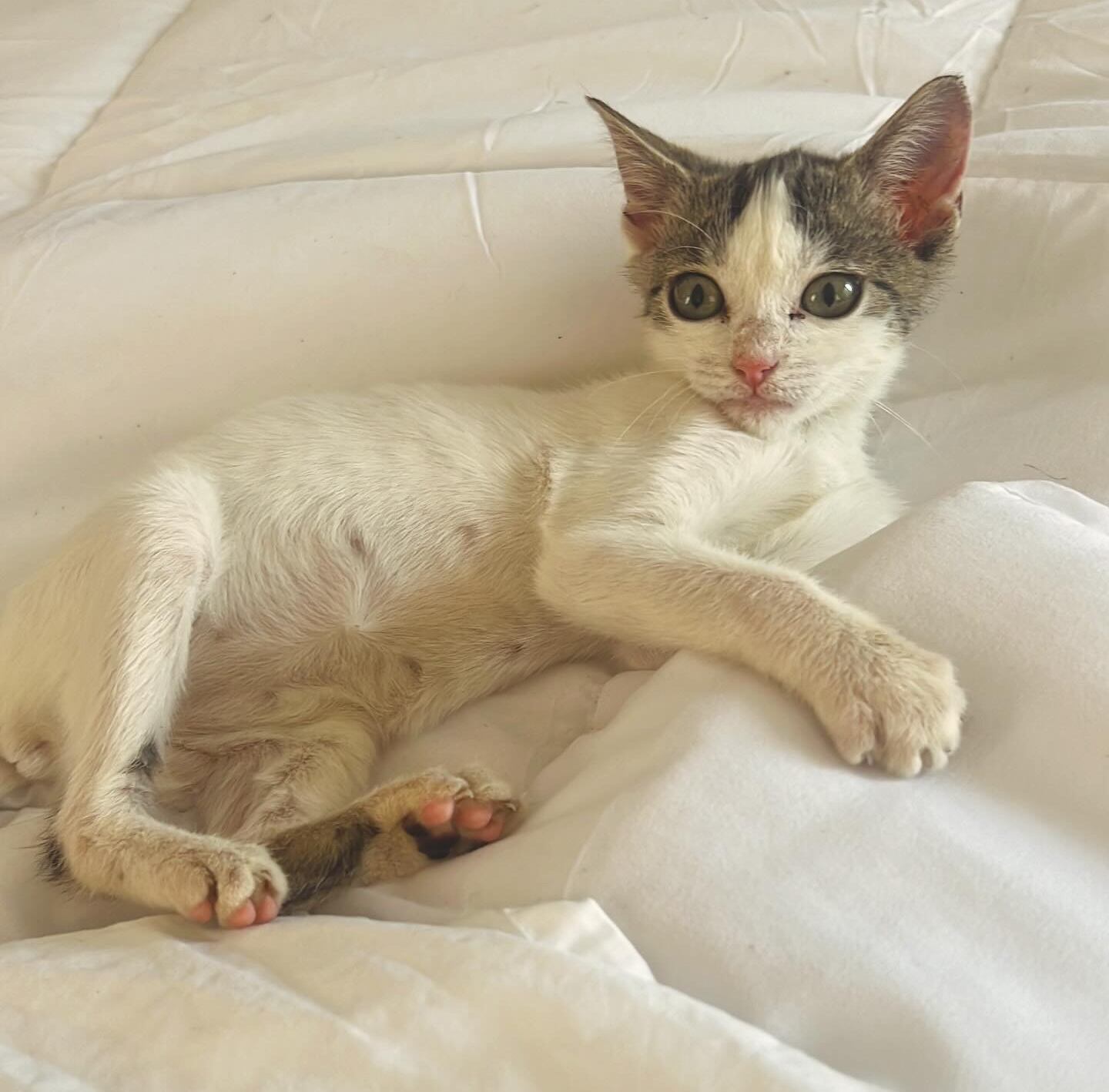 A la diputada Monserrat Ruiz se le perdió su gato, Milo